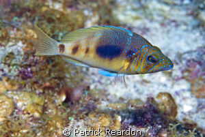 Beautiful fish.  Love the coloring.  Grand Cayman. by Patrick Reardon 